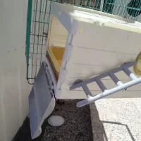 لانه عروس هلندی
