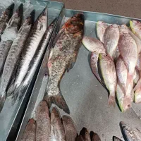 ماهی فروشی خلیج فارس|ماهی|اشکذر, |دیوار