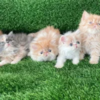 گربه سلامت تاییدشده دامپزشکی