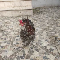 مرغ و خروس محلی نژاد دار