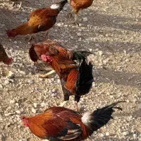 سلام ۶ عدد خروس کوردی|حیوانات مزرعه|سرپل ذهاب, |دیوار