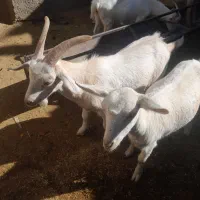 بزغاله نر سانن|حیوانات مزرعه|باخزر, |دیوار