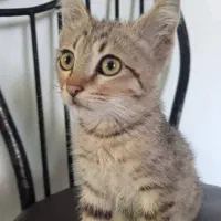 واگذاری بچه گربه زیبا