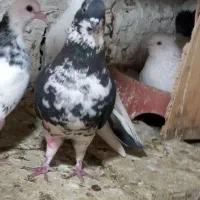 فروش دوتا کبوتر ماده با یه جوجه چای رام|پرنده|الوند, |دیوار