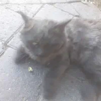 گربه خاص|گربه|خوی, |دیوار