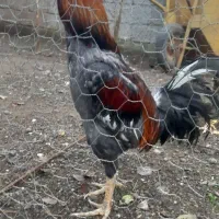 لاری اصیل|حیوانات مزرعه|حویق, |دیوار