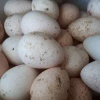 تخم نطفه دار