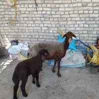 دو عدد میش بره جوان