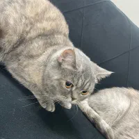 گربه|گربه|مشهد, میعاد (شهرک غرب)|دیوار