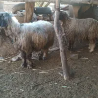 میش و نرمیش چاق گوشتی