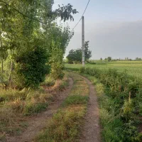 زمین کشاورزی آس آس فول امکانات دابودشت عظیم آباد|فروش زمین و ملک کلنگی|دابودشت, |دیوار