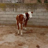 گوساله نرجنس عالی