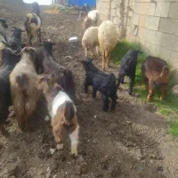 بز‌ و بزغاله