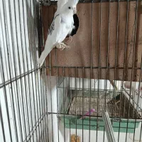 یه جفت عروس البینودوکت مولد به ضمانت تخم وجوجه