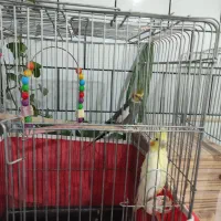 عروس هلندی مولد سینامون کارداده