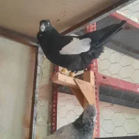 پلاکی