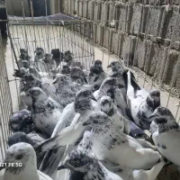 کبوترپاکستانی و هندی مخلوط