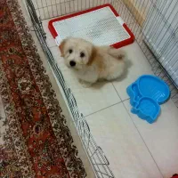 سگ شیتزو نر