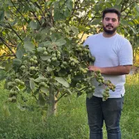 نهال گردو بازار پسند|خدمات باغبانی و درختکاری|فسا, |دیوار