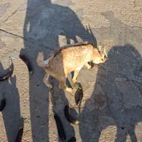 کهره نرذات نقشی دوکهره