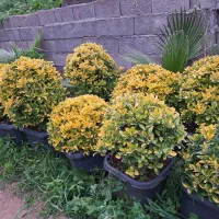 شمشاد طلایی‌سطل  ۱۰  و ۴۰|گل و گیاه طبیعی|چابکسر, |دیوار