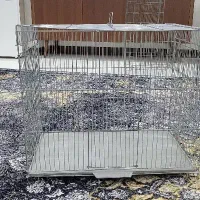 قفس عروس هلندی