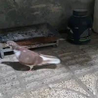 کبوتر هرسین