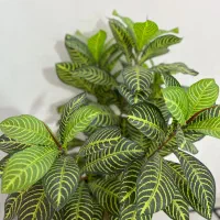 گل و گلدان|گل مصنوعی|گلستان (تهران), |دیوار