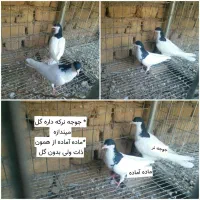 کبوتر طوقی و شهری یال چپ فیروزآباد میمند|پرنده|شیراز, عفیف‌آباد|دیوار