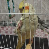 عروس هلندی