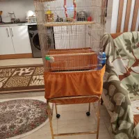 عروس هلندی درشت فول اهلی با قفس بزرگ کاسکویی|پرنده|تبریز, |دیوار