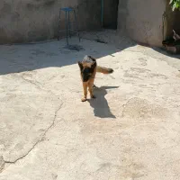 سگ ژرمن|سگ|تاکستان, |دیوار