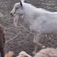 بز سانن|حیوانات مزرعه|سبزوار, پاسداران|دیوار