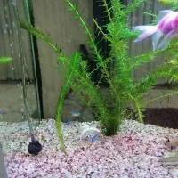 اکواریوم باماهی وهیتر وماسه عربی وشریمپ|ماهی|قم, پردیسان|دیوار