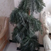 تعدادی گل و استند گل و درختچه