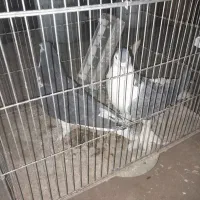 کبوتر