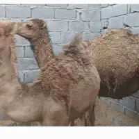 هاشی|حیوانات مزرعه|بهرمان, |دیوار
