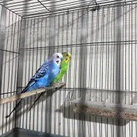 مرغ عشق مولد