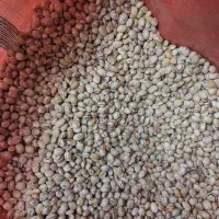 لوبیا چیتی|خوردنی و آشامیدنی|تهران, دانشگاه شریف|دیوار