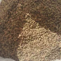 فروش عدس ریز