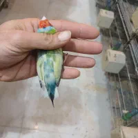 فنچ گلدین وطوطی وار