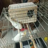 یه جفت عروس هلندی لوتینو چشم شرابی|پرنده|کرج, حصارک بالا|دیوار