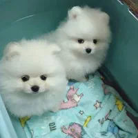 سگ وارداتی تیکاپ سایز