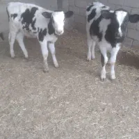 ۲ راس گوساله نر اماده پروار