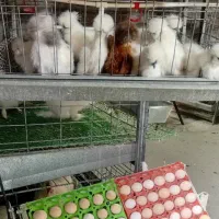 تخم مرغ نطفه دار فول کیفیت ابریشمی اصیل