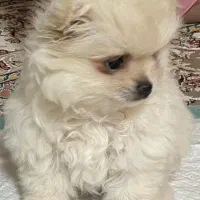 واگذاری هاپو پامر خرسی