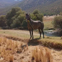 مادیان|اسب و تجهیزات اسبسواری|خرمآباد, |دیوار