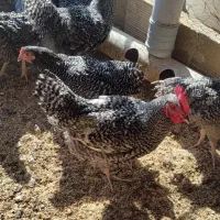 خروس آمروک 6 ماهه