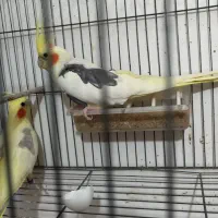 جفت مولد دوکت لوتینو|پرنده|بندر دیر, |دیوار