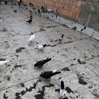 کبوتر دارم با بره عوض میکنم